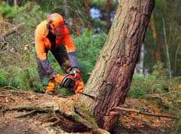 Best Tree Risk Assessment  in Tallmadge, OH