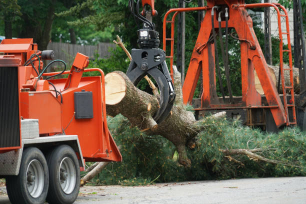 How Our Tree Care Process Works  in  Tallmadge, OH